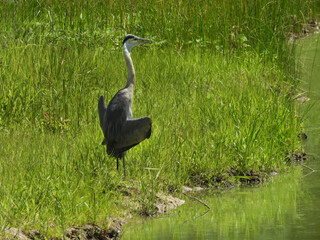 A great blue heron, with its wings spread open, as a way to cool down from the summer heat....