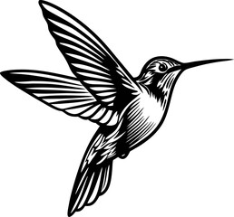 Obraz premium Detailed hand drawn hummingbird in flight with outstretched wings elegant monochrome illustration