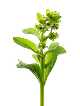 Arnika montana isolated on a white or transparent background 