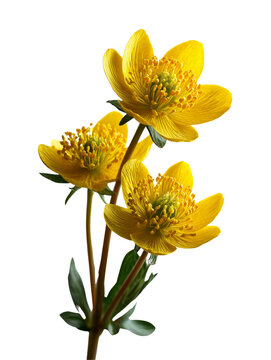 Arnika montana isolated on a white or transparent background 