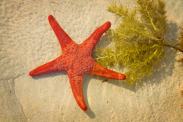 A red sea star