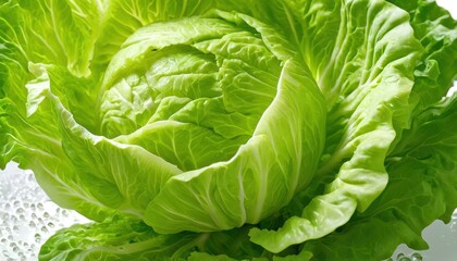 Obraz premium close up of a cabbage head of light green color. The dense leaves form a spherical shape, emphasizing the freshness and naturalness of this vegetable.