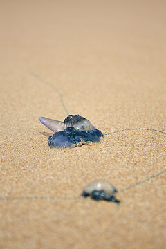 Bluebottles on the sand