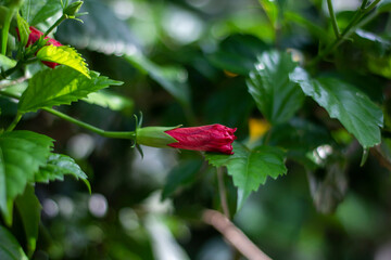 red flowers, many leaves, blurred background