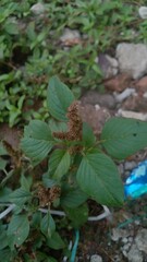 not focused on spinach, spinach tree, commonly called spinach vegetable. Grows fresh naturally in the yard