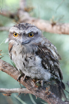 Close up of a Tawny Frogmouth