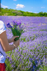 Woman hands holding lavender bouquet in middle of vast blooming field under blue sky. Concept of lavender bouquet as natural gift, aromatherapy symbol, romantic countryside