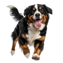 Happy Bernese Mountain Dog Running Playfully in a Sunny Outdoor Setting with Bright Blue Sky and Green Grass transparent background