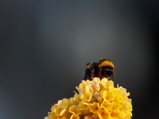 bumblebee on yellow Buddleja flower