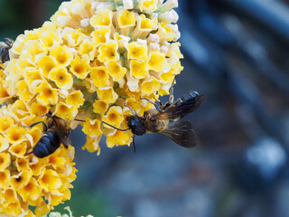 bee on yellow Buddleja flower