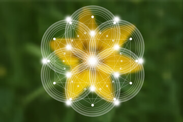 Seed Flower of life lotus icon, logo mandala sacred geometry, symbol of harmony and balance. Mystical talisman, white circles lines vector green natural background