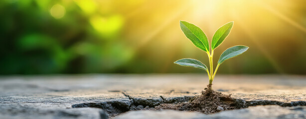 Young plant sprouting through cracked pavement, symbolizing resilience and growth

