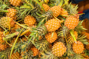 Pineaple is a tropical fruit.