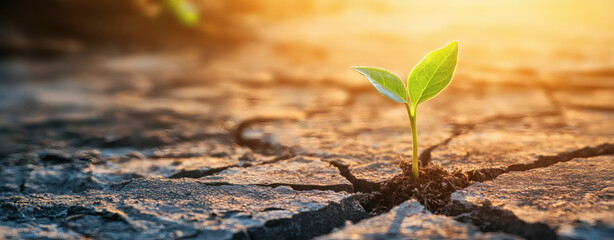 Seedling breaking through cracked concrete, surrounded by urban decay, symbolizing resilience and growth in adversity
