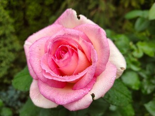 pink rose with water drops