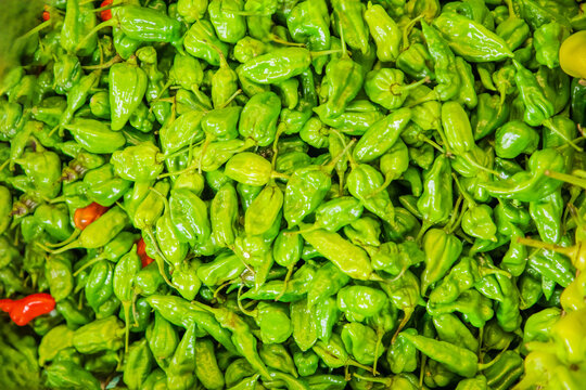 many habanero pepper green in groups. Capsium chinense