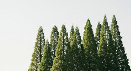 Serene Cypress Trees Against a Clear Sky