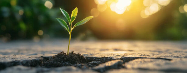 Seedling breaking through cracked concrete, surrounded by urban decay, symbolizing resilience and growth in adversity
