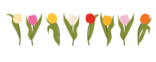 Set of isolated multicolored tulips for your floral designs. Spring flower. Design elements for postcards and greetings, card for your loved ones