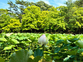 水辺に咲く蓮の花