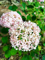 ピンク色の紫陽花