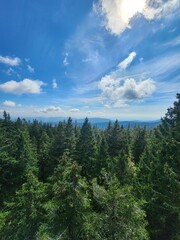 Pine Forest and Sky