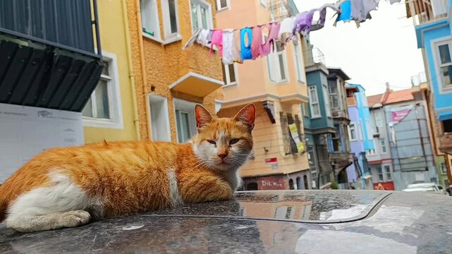 Orange stray cat laying sleepy on the car against the drying laundry on the rope in Balat district, Istanbul, Turkey. Dynamic handheld shot 