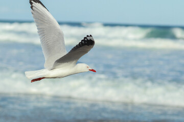 A side in view of a seagull flying over ocean waves
