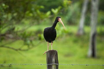 A Black-faced Ibis (Phimosus infuscatus) stands on a fence log in the pasture, its dark plumage glowing in the daylight.