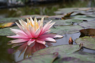 Natura