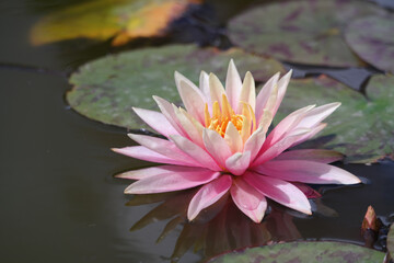 Natura