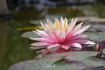 Natura