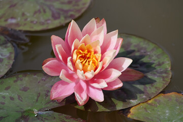 Natura