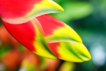 Heliconia Rostrata also known as Lobster Claw Parrot Flower False Bird of Paradise closeup macro...