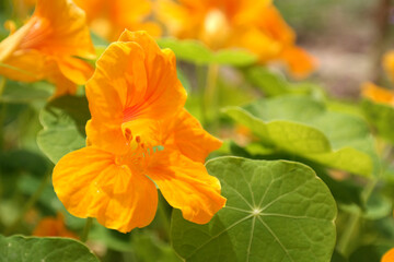 Natura