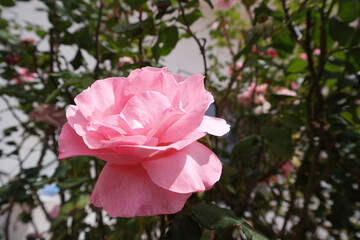 Natura