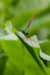 Eine Blauflügel-Prachtlibelle frontal auf einem grünen Blatt