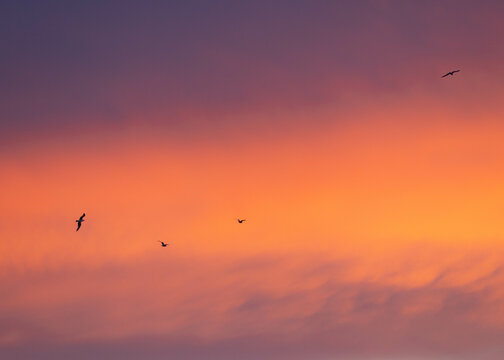Serene sunset sky with warm pink clouds with birds in flight