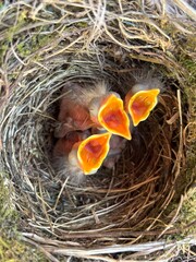baby eurosian black bird in nest
