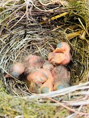 baby birds sleep in nest
