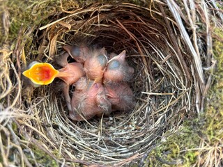 baby birds in nest