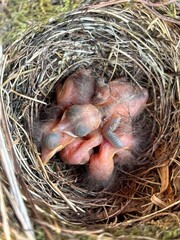 baby black birds in nest. 