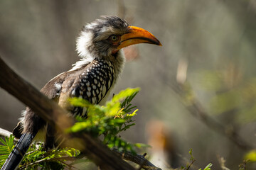 Yellow billed hornbill in a tree