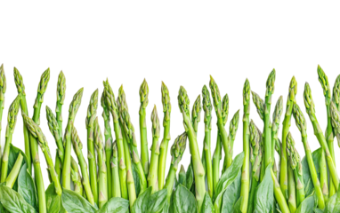 Freshly harvested asparagus spears gathered in a vibrant green bunch highlighting their smooth stalks and pointed tips isolated on transparent background PNG