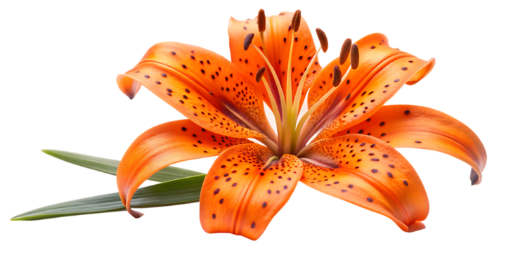Close up of vibrant orange tiger lily with dark spots and green leaves isolated on a transparent background