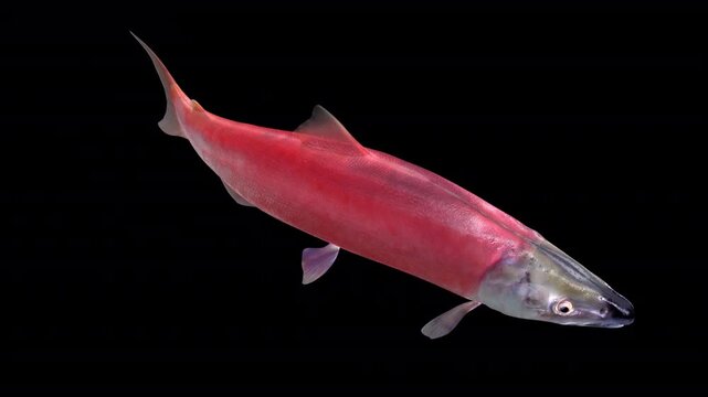 Sockeye Salmon Fish - Swim Loop - Front Side Angle Close Up View - Alpha Channel - Realistic cinematic naturalistic Full HD HD 3D animation isolated on transparent background
