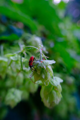 ladybird on a leaf