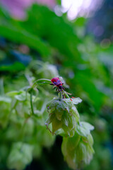 dragonfly on a flower