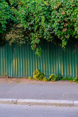 old brick wall with ivy
