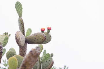 Vibrant Blooming Cactus Flowers in Desert Landscape